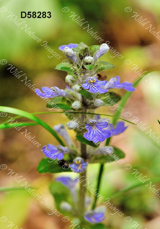 Creeping Bugleweed (Ajuga reptans)